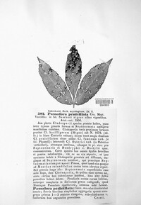 Passalora penicillata image